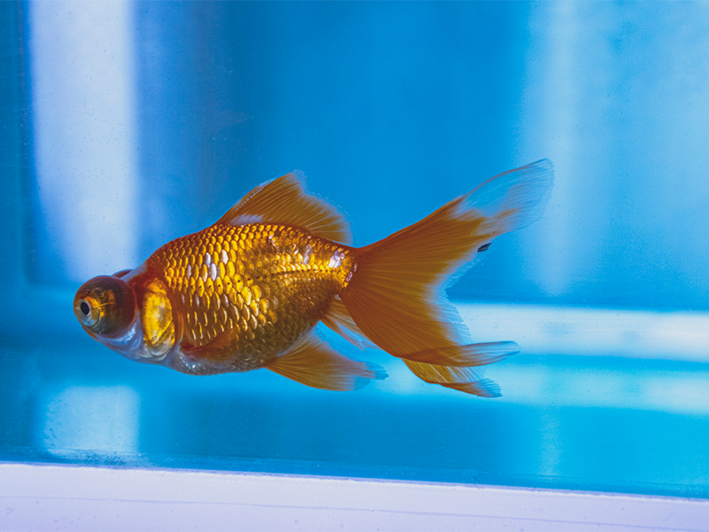魚塘養(yǎng)魚水質的PH值是多少